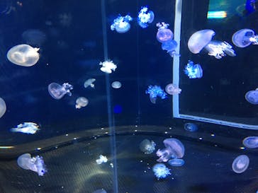 新江ノ島水族館に投稿された画像（2022/10/4）