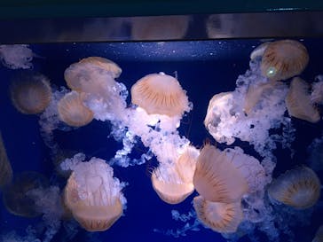 新江ノ島水族館に投稿された画像（2022/10/4）