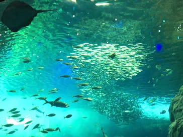 新江ノ島水族館に投稿された画像（2022/10/4）