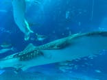沖縄美ら海水族館に投稿された画像（2022/10/5）