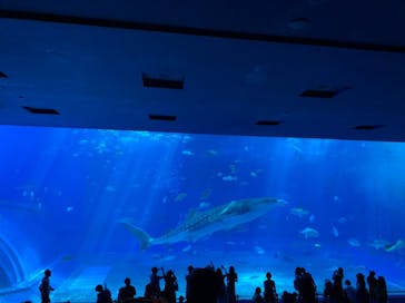 沖縄美ら海水族館に投稿された画像（2022/10/5）