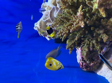 沖縄美ら海水族館に投稿された画像（2022/10/5）