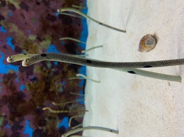 沖縄美ら海水族館に投稿された画像（2022/10/5）