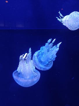 沖縄美ら海水族館に投稿された画像（2022/10/5）