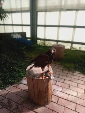 富士花鳥園に投稿された画像（2022/10/5）