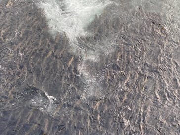 サケのふるさと 千歳水族館に投稿された画像（2022/10/5）