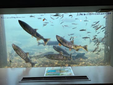 サケのふるさと 千歳水族館に投稿された画像（2022/10/5）