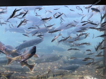 サケのふるさと 千歳水族館に投稿された画像（2022/10/5）