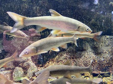 サケのふるさと 千歳水族館に投稿された画像（2022/10/5）