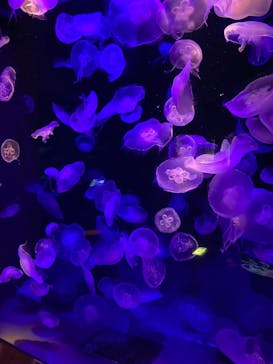 島根県立 しまね海洋館に投稿された画像（2022/10/5）