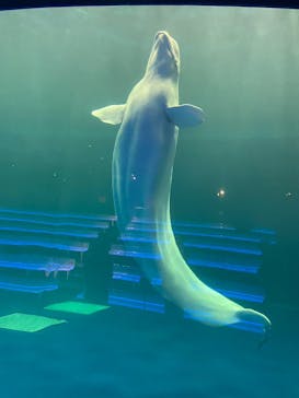 島根県立 しまね海洋館に投稿された画像（2022/10/5）