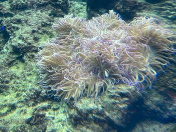 沖縄美ら海水族館に投稿された画像（2022/10/5）