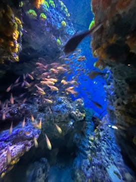 沖縄美ら海水族館に投稿された画像（2022/10/5）