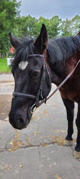 ノーザンホースパークに投稿された画像（2022/10/5）