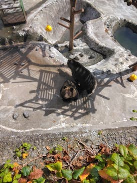 のぼりべつクマ牧場に投稿された画像（2022/10/5）