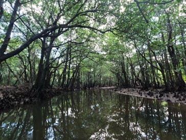 西表島 ADVENTURE PiPi（アドベンチャーピピ）に投稿された画像（2022/10/5）