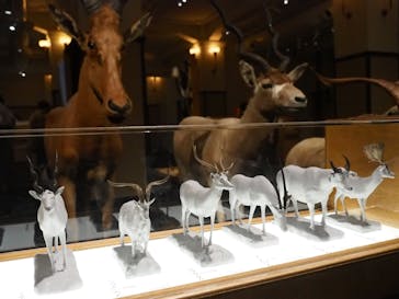 国立科学博物館に投稿された画像（2022/10/6）