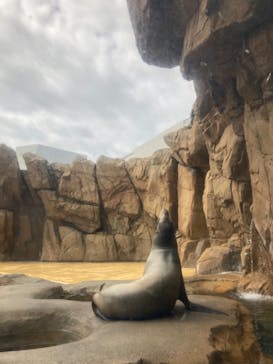 島根県立 しまね海洋館に投稿された画像（2022/10/6）