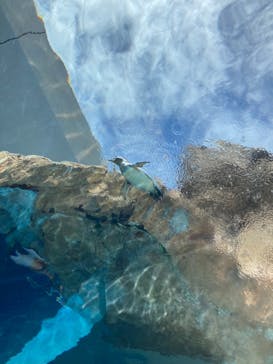 島根県立 しまね海洋館に投稿された画像（2022/10/6）