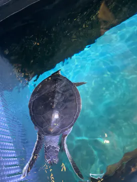 すみだ水族館に投稿された画像（2022/10/6）