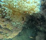 DIVING-SHOP SUNSに投稿された画像（2022/10/6）