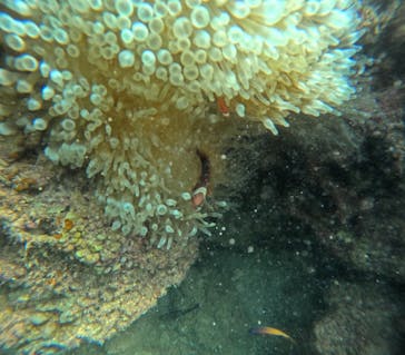 DIVING-SHOP SUNSに投稿された画像（2022/10/6）