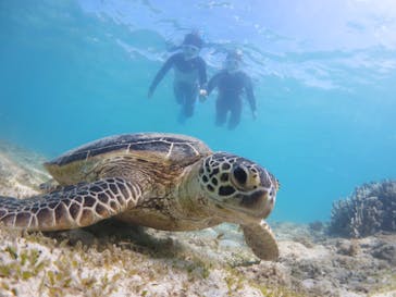 アマミエンシスに投稿された画像（2022/10/6）