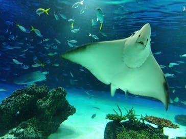 サンシャイン水族館に投稿された画像（2022/10/7）