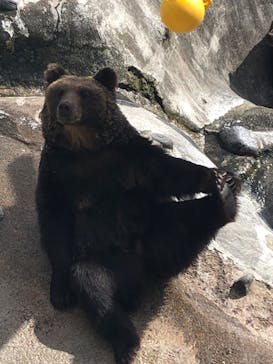 のぼりべつクマ牧場に投稿された画像（2022/10/7）