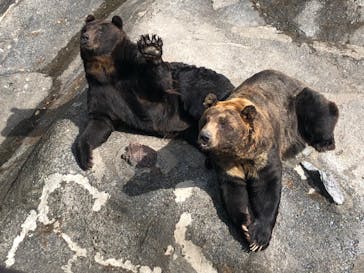 のぼりべつクマ牧場に投稿された画像（2022/10/7）