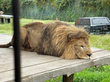 那須サファリパークに投稿された画像（2022/10/7）