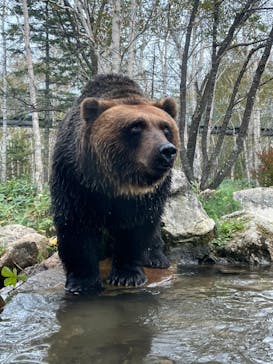 サホロリゾート　ベア･マウンテンに投稿された画像（2022/10/7）