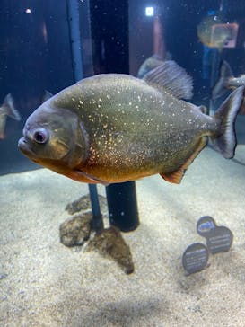 カワスイ 川崎⽔族館に投稿された画像（2022/10/7）