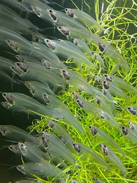 カワスイ 川崎⽔族館に投稿された画像（2022/10/7）