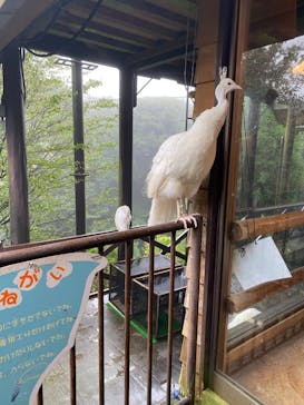 伊豆シャボテン動物公園に投稿された画像（2022/10/7）