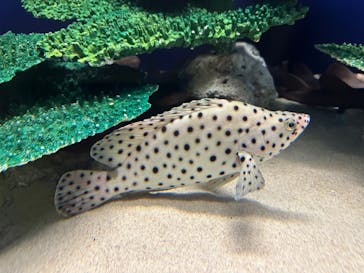 アクアワールド茨城県大洗水族館に投稿された画像（2022/10/8）