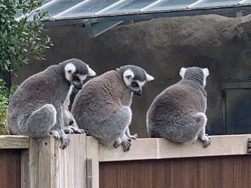 神戸どうぶつ王国に投稿された画像（2022/10/8）