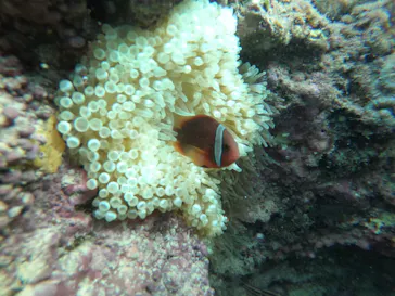 武藤潜水に投稿された画像（2022/10/8）