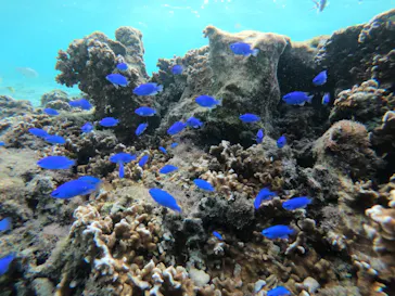 武藤潜水に投稿された画像（2022/10/8）