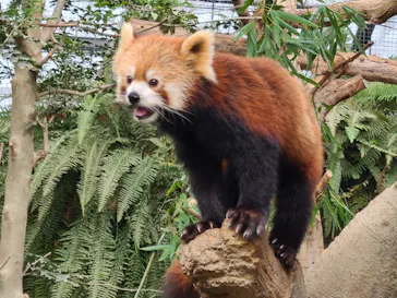 神戸どうぶつ王国に投稿された画像（2022/10/8）