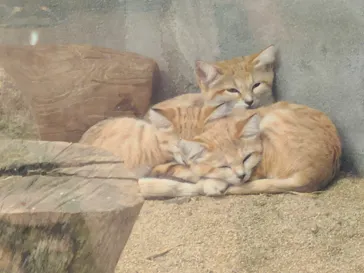 神戸どうぶつ王国に投稿された画像（2022/10/8）