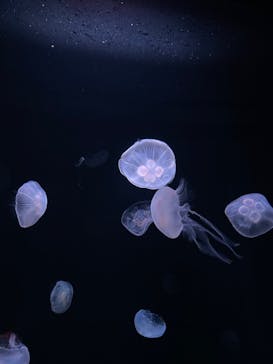 サンシャイン水族館に投稿された画像（2022/10/8）