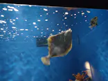 仙台うみの杜水族館に投稿された画像（2022/10/8）
