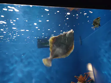 仙台うみの杜水族館に投稿された画像（2022/10/8）