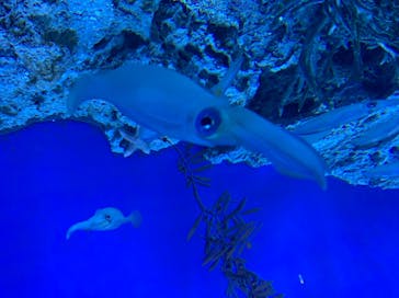 サンシャイン水族館に投稿された画像（2022/10/8）