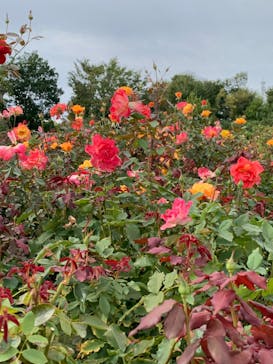 京成バラ園に投稿された画像（2022/10/8）