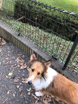 世界の名犬牧場に投稿された画像（2022/10/8）