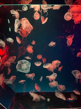 名古屋港水族館に投稿された画像（2022/10/8）