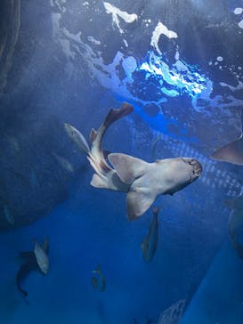 名古屋港水族館に投稿された画像（2022/10/8）