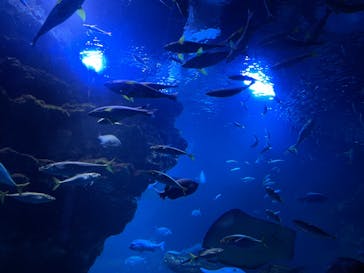 京都水族館に投稿された画像（2022/10/8）